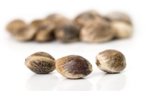 germinate seeds 2 1280x800