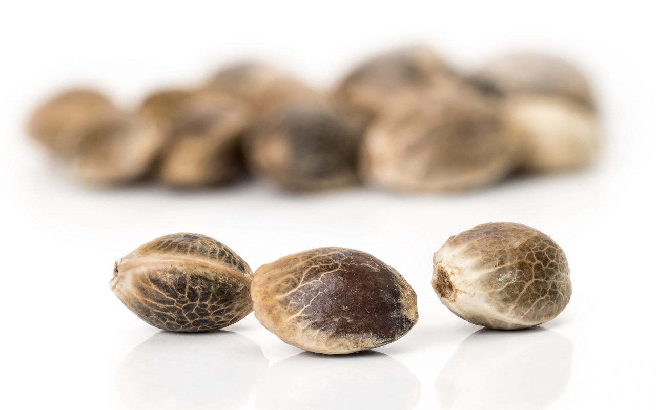 germinate seeds 2 1280x800