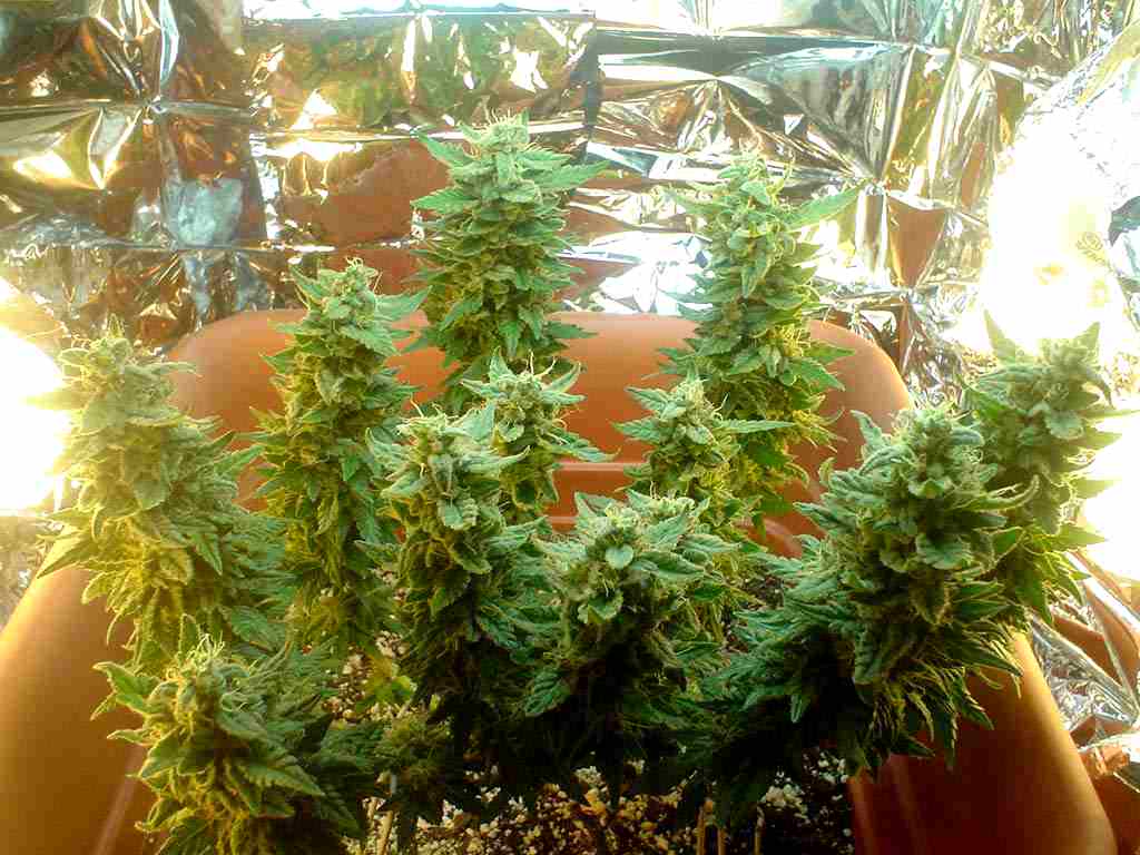 Maximize your Cannabis Micro Grow Buy Marijuana Cannabis