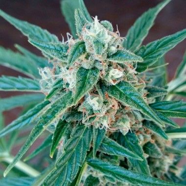 marijuana seeds magnum buddha seeds
