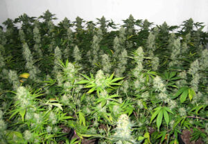 master kush feminized scrog