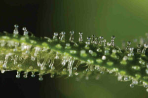 terpenes cannabis