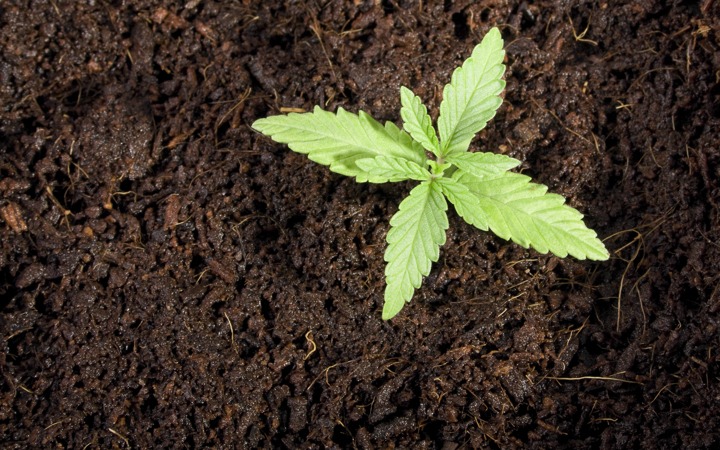 u60A0ze2SRC8BaDlGJ7h cannabis seedling in soil