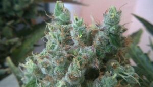 What are autoflowering weed seeds