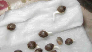 marijuana seeds germinating