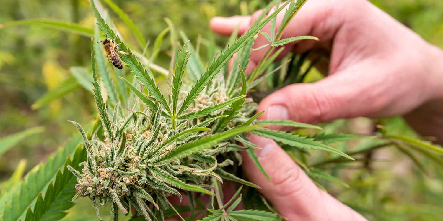 polliinate female cannabis plants