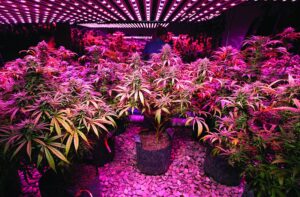 100 watt cannabis grow light