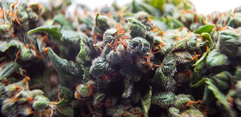 autoflowering cannabis plant
