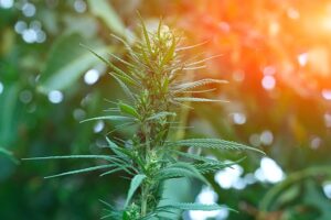 best places to grow cannabis