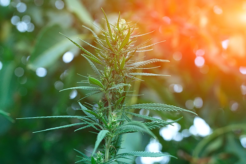 best places to grow cannabis