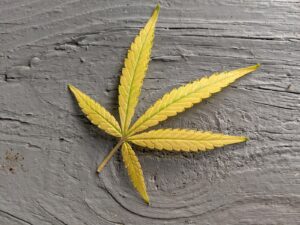 yellowing cannabis plant