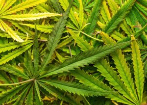 different types of cannabis leaves