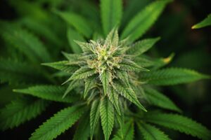 difficulty growing cannabis strains