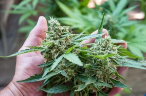 easyiest cannabis strains