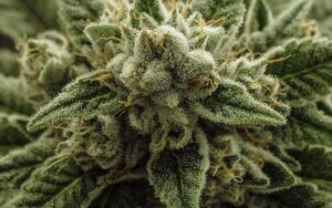 feminized marijuana seeds