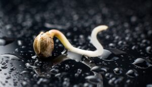 germinate cannabis seeds dark