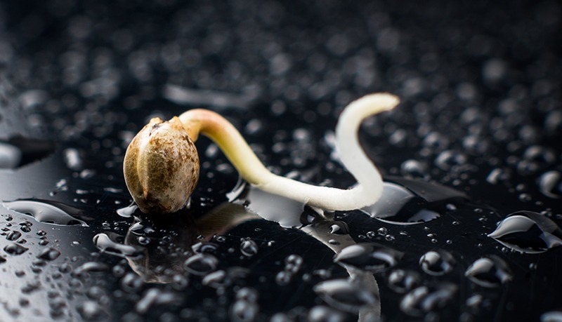 germinate cannabis seeds dark