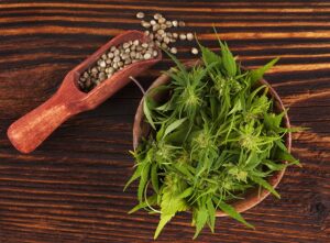 growing marijuana seeds