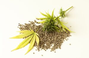 hermaphrodite cannabis plant