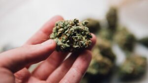 marijuana strains