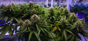 nutrients required grow cannabis