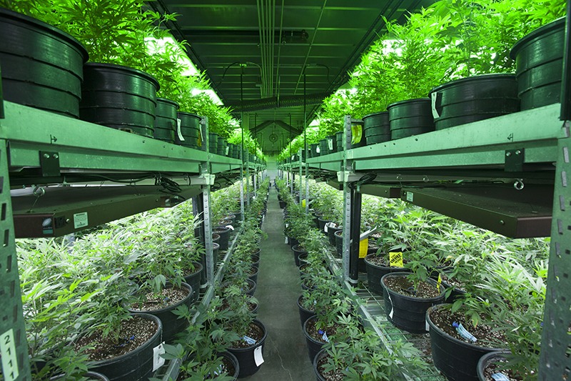 profitable business growing cannabis