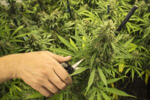 pruning cannabis plant