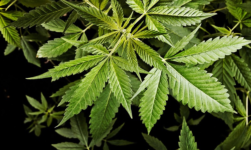 sex of cannabis plants