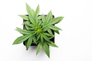 time to grow cannabis