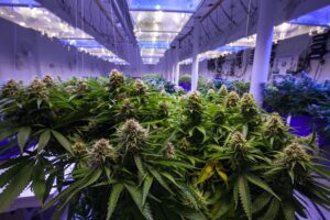 feminized autoflower regular cannabis