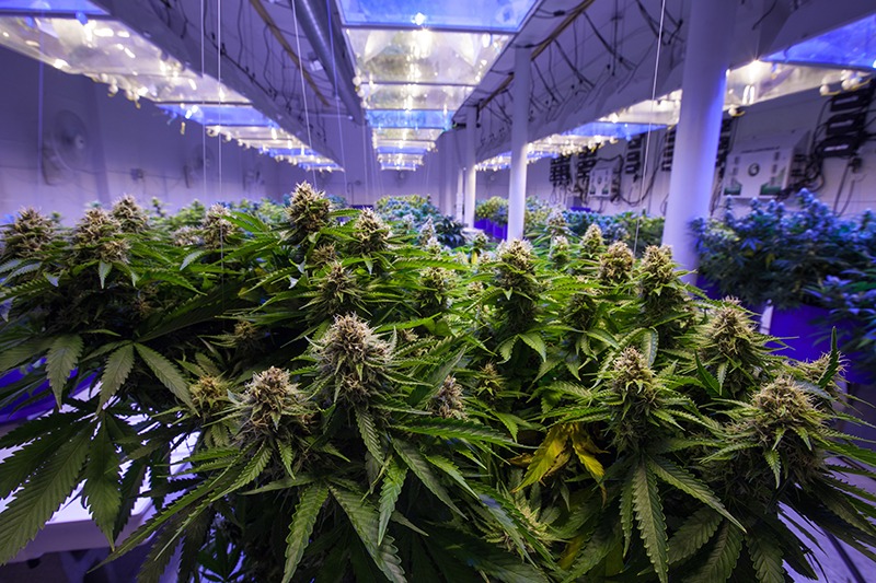 feminized autoflower regular cannabis