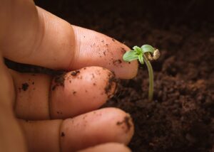 germinating cannabis
