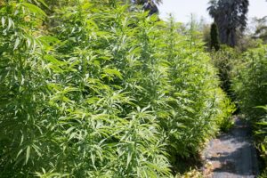 marijuana yield