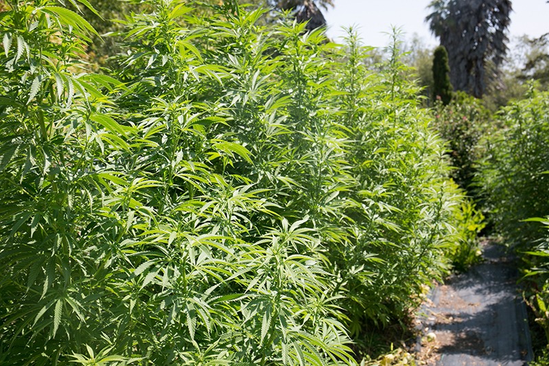 marijuana yield