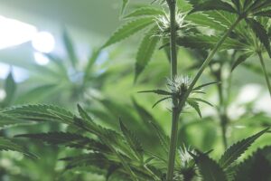 protect marijuana pests