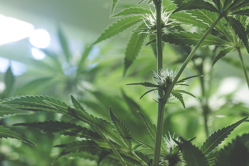 protect marijuana pests