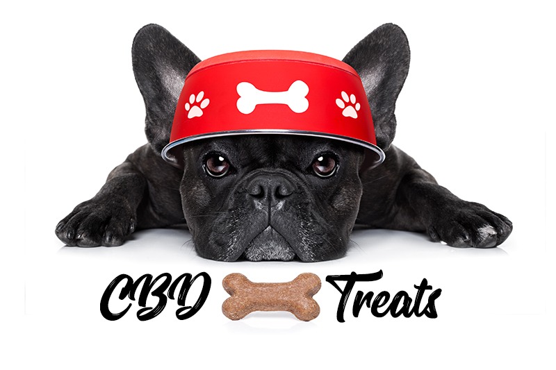 cbd dog treats