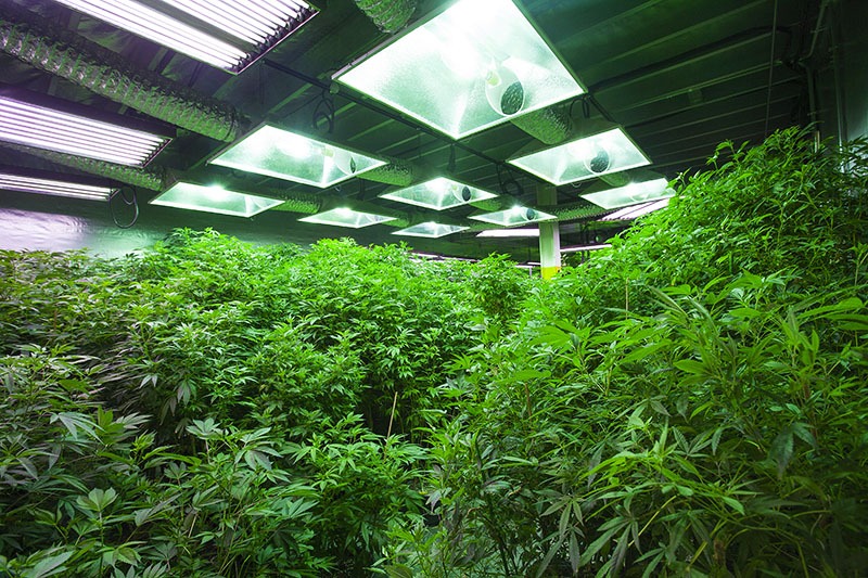 grow room light