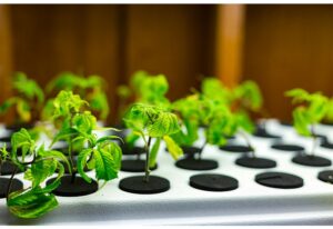 hydroponic nutrient solutions