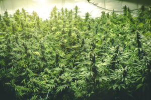 marijuana grow