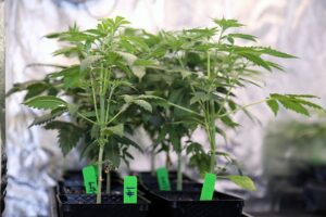 marijuana in grow tent