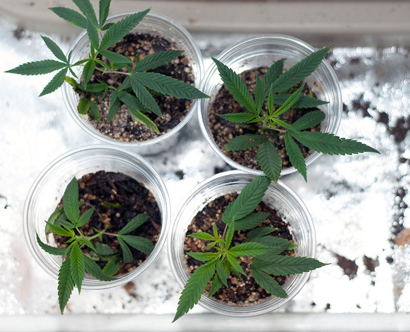 mylar marijuana