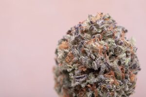springtime strain