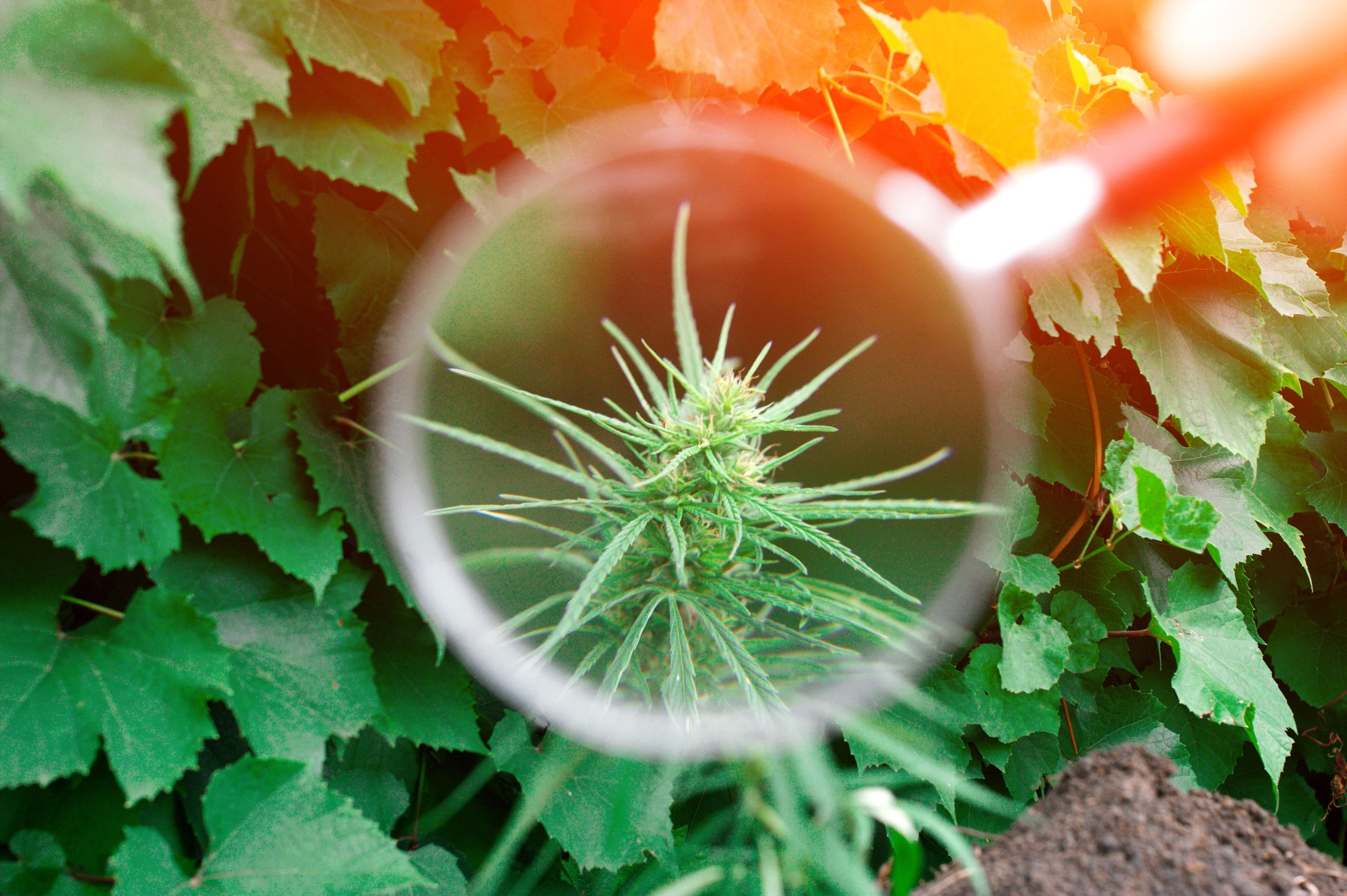 weed magnified