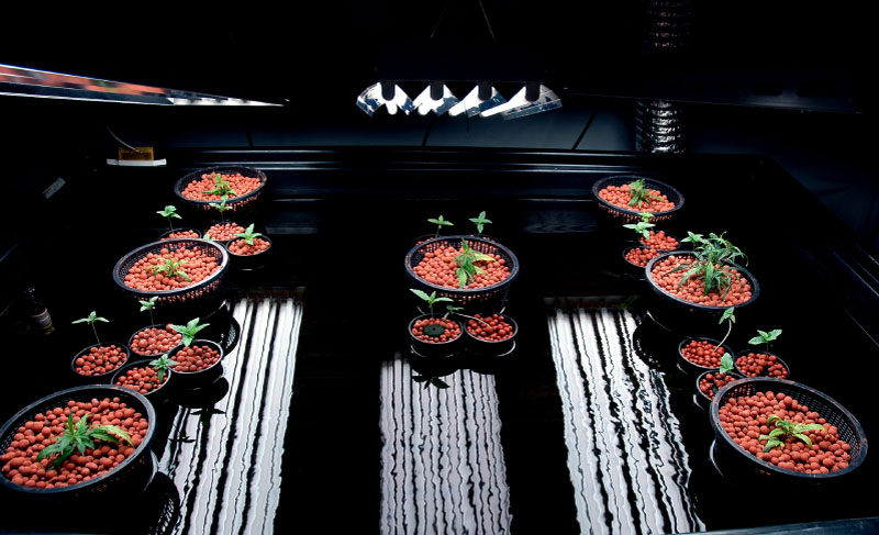 marijuana aquaponics