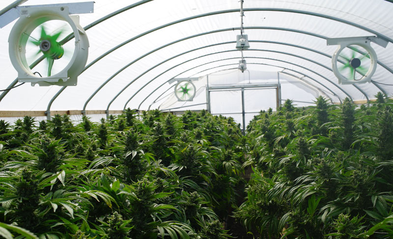 marijuana growing ventilation