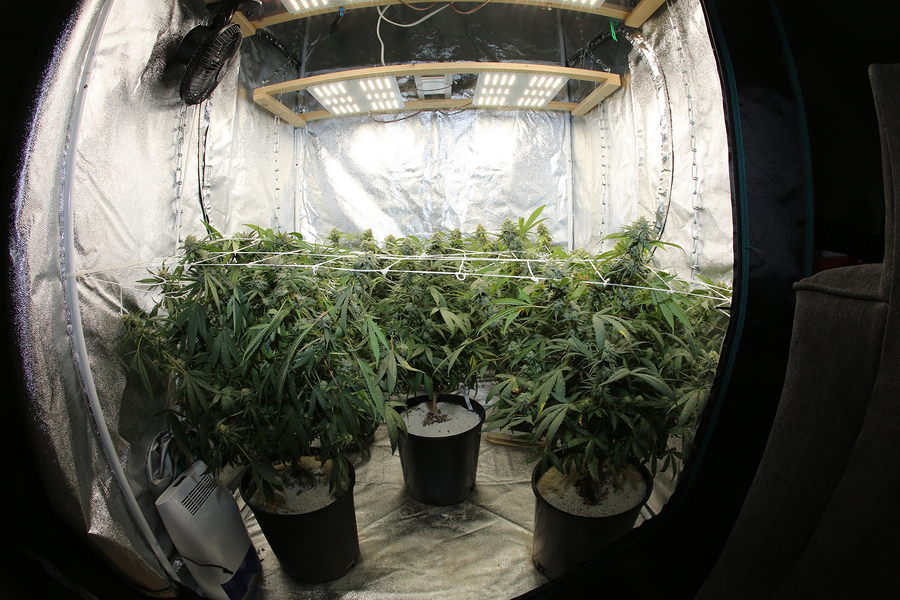 best indoor cannabis seeds