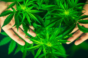 growing autoflowering seeds