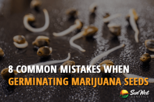 8 Common Mistakes When Germinating Marijuana Seeds 1