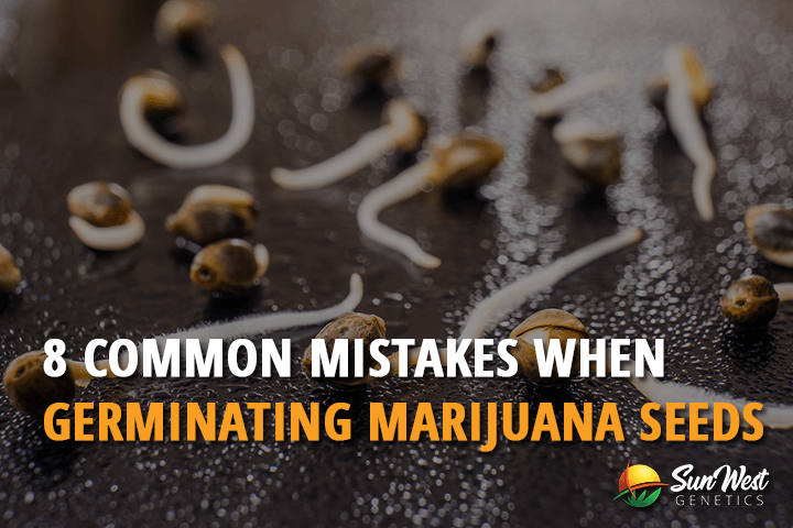 8 Common Mistakes When Germinating Marijuana Seeds 1